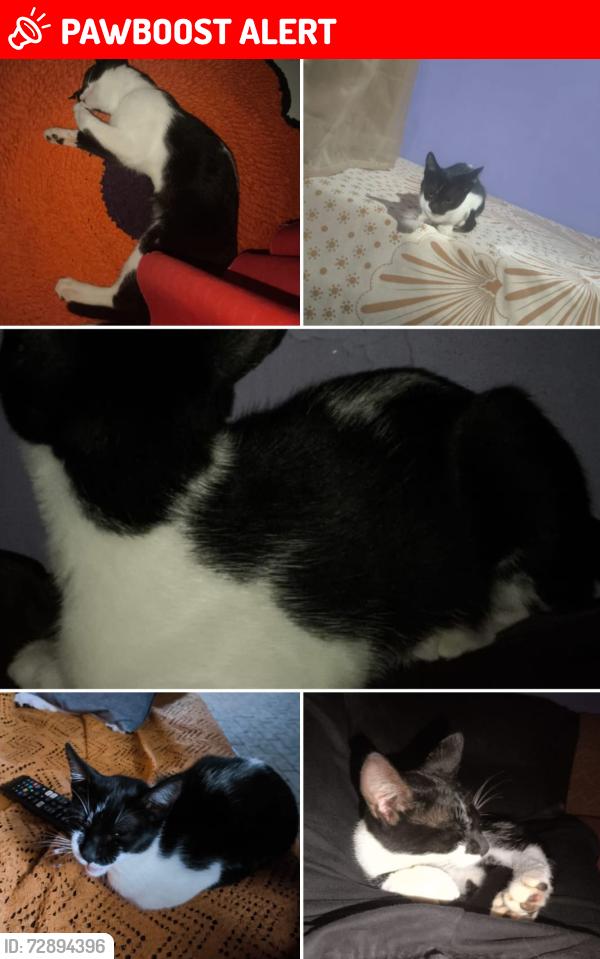 Lost Female Cat last seen Rua Fernão Dias casa 28, São José da Safira, MG 39785-000