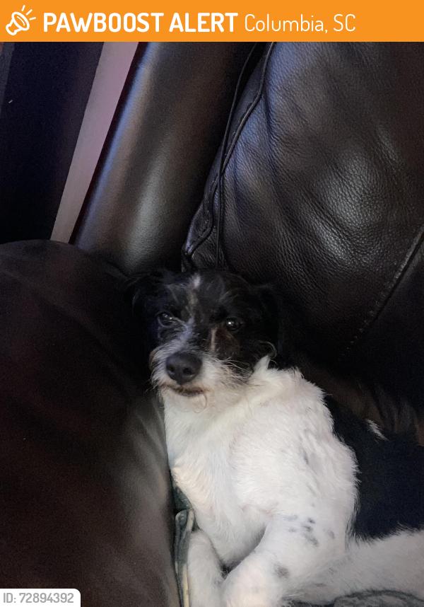 Found/Stray Male Dog last seen Villages at Lakeshore, Columbia, SC 29229
