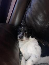 Found/Stray Male Dog last seen Villages at Lakeshore, Columbia, SC 29229