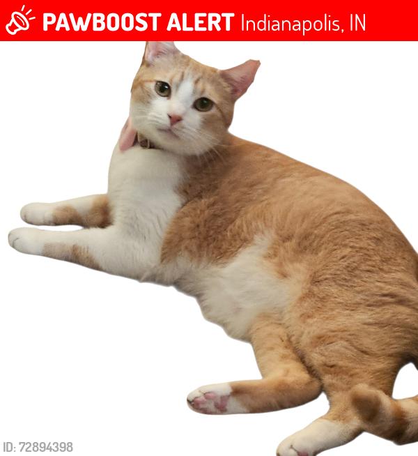 Lost Male Cat last seen E 10th St & N Cumberland Rd, Indianapolis, IN 46229