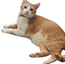 Lost Male Cat last seen E 10th St & N Cumberland Rd, Indianapolis, IN 46229