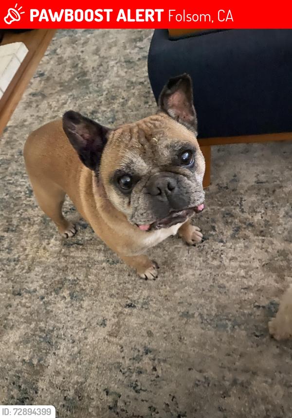 Lost Male Dog last seen Crow canyon dr , Folsom, CA 95630