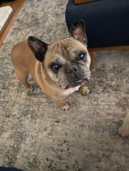 Lost Male Dog last seen Crow canyon dr , Folsom, CA 95630