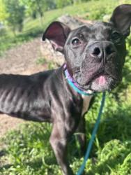 Shelter Stray Male Dog last seen Near Kavon Ave, 21206, MD, Baltimore, MD 21230