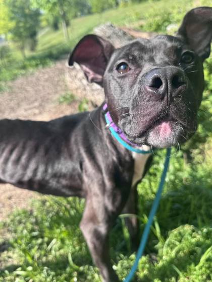 Shelter Stray Male Dog last seen Near Kavon Ave, 21206, MD, Baltimore, MD 21230