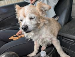 Found/Stray Male Dog last seen By railroad tracks , Dallas, TX 75228
