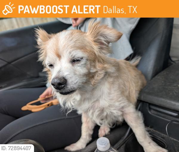 Found/Stray Male Dog last seen By railroad tracks , Dallas, TX 75228