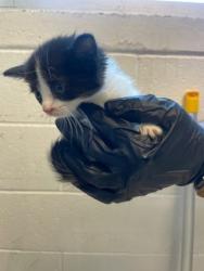 Shelter Stray Female Cat last seen Anthony, TX 79821, Fort Bliss, TX 79906