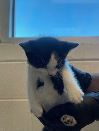 Shelter Stray Female Cat last seen Anthony, TX 79821, Fort Bliss, TX 79906