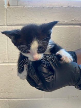 Shelter Stray Male Cat last seen Anthony, TX 79821, Fort Bliss, TX 79906