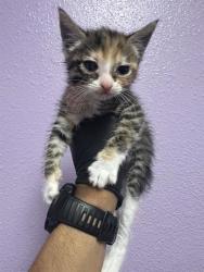 Shelter Stray Female Cat last seen El Paso, TX 79924, Fort Bliss, TX 79906