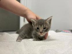 Shelter Stray Female Cat last seen College Ave and 73rd St, KCMO, 64132, 64132, MO, Kansas City, MO 64132