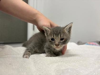 Shelter Stray Female Cat last seen College Ave and 73rd St, KCMO, 64132, 64132, MO, Kansas City, MO 64132