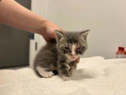Shelter Stray Male Cat last seen College Ave and 73rd St, KCMO, 64132, 64132, MO, Kansas City, MO 64132