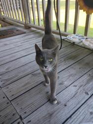 Found/Stray Male Cat last seen Armview Rd, Loris, SC 29569