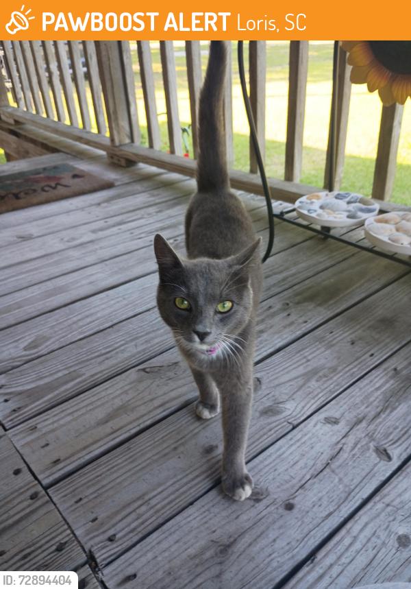 Found/Stray Male Cat last seen Armview Rd, Loris, SC 29569