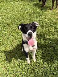 Lost Male Dog last seen About 1/2 mile from the reservoir , Bend, OR 97702