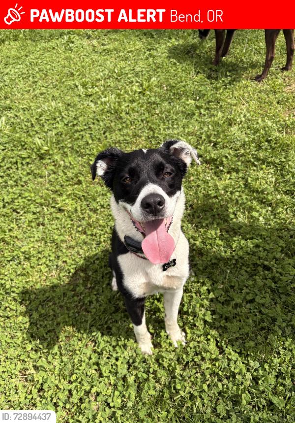 Lost Male Dog last seen About 1/2 mile from the reservoir , Bend, OR 97702