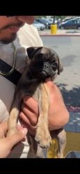 Lost Male Dog last seen Wilson, Perris, CA 92571