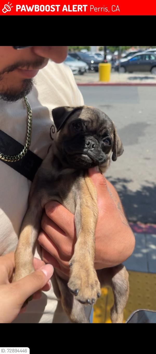 Lost Male Dog last seen Wilson, Perris, CA 92571
