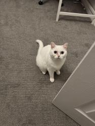 Lost Female Cat last seen  stirling ln, Willowbrook, IL 60527