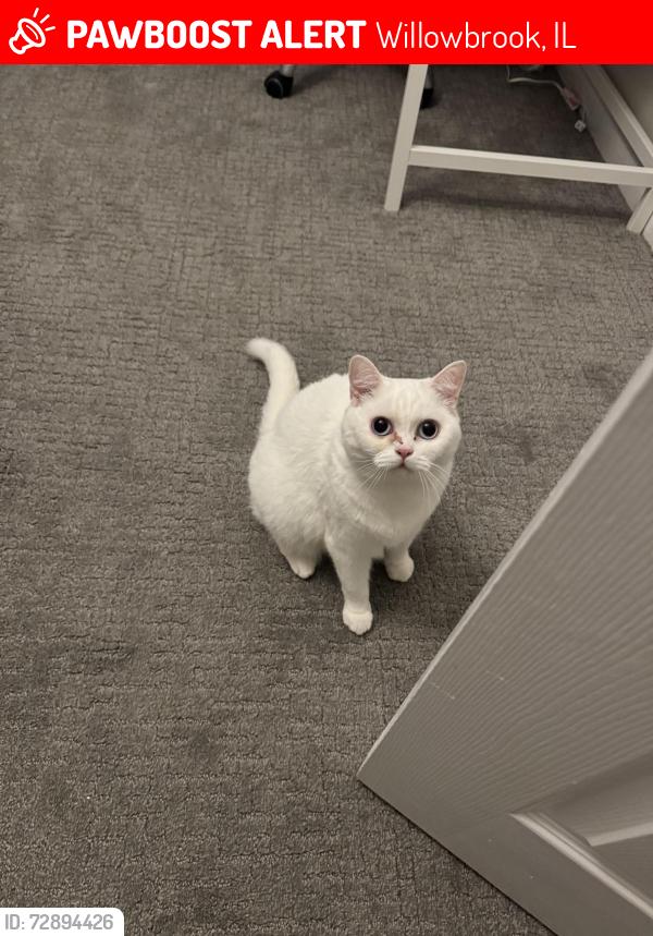 Lost Female Cat last seen  stirling ln, Willowbrook, IL 60527