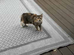 Found/Stray Female Cat last seen Aston Park Subdivision , Hickory Withe, TN 38028