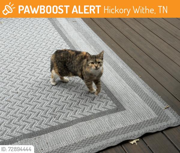 Found/Stray Female Cat last seen Aston Park Subdivision , Hickory Withe, TN 38028