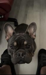 Found/Stray Male Dog last seen Near e 16th st, Antioch, CA 94509