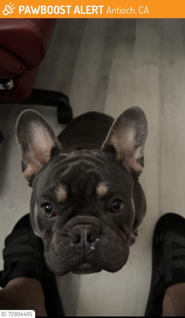 Found/Stray Male Dog last seen Near e 16th st, Antioch, CA 94509