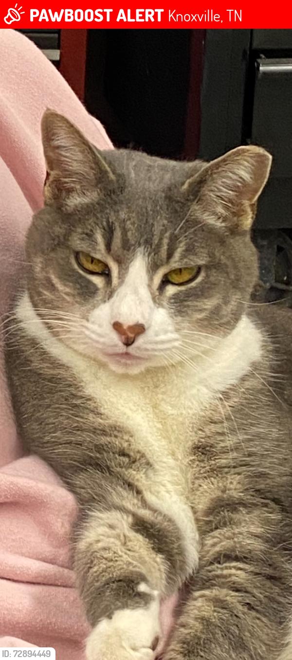 Lost Female Cat last seen Hendrix Lane and Brown Road, Knoxville, TN 37920