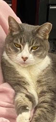 Lost Female Cat last seen Hendrix Lane and Brown Road, Knoxville, TN 37920