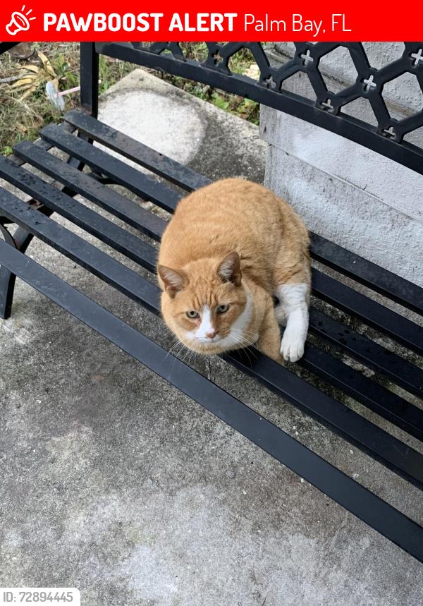 Lost Female Cat last seen Brookson & Slocum Street, Palm Bay, FL 32907