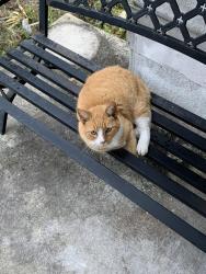 Lost Female Cat last seen Brookson & Slocum Street, Palm Bay, FL 32907