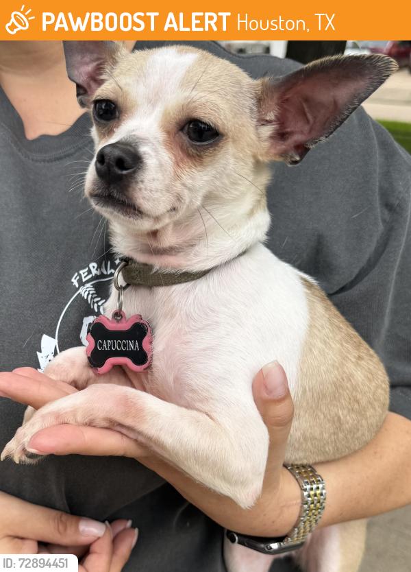 Found/Stray Female Dog last seen West Rd and Rio Grande, Houston, TX 77064