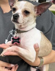 Found/Stray Female Dog last seen West Rd and Rio Grande, Houston, TX 77064