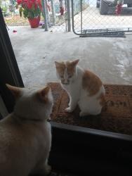 Lost Male Cat last seen Old pearsall Rd, San Antonio, TX 78242