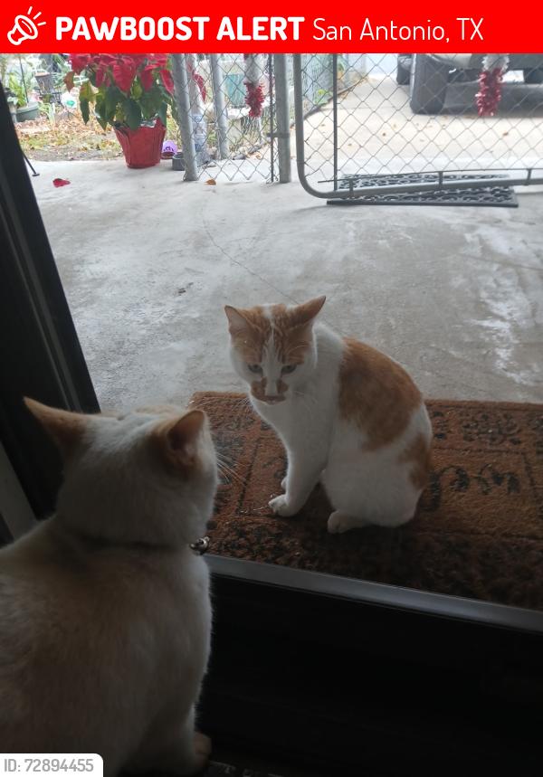 Lost Male Cat last seen Old pearsall Rd, San Antonio, TX 78242