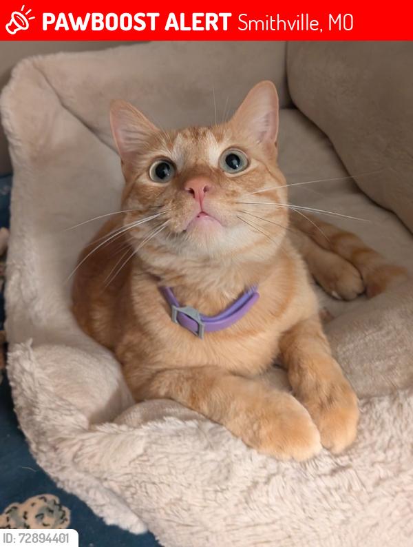 Lost Male Cat last seen Old Jefferson highway , Smithville, MO 64089