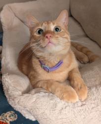 Lost Male Cat last seen Old Jefferson highway , Smithville, MO 64089
