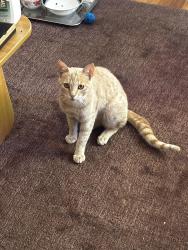 Found/Stray Male Cat last seen 5th Ave on UCSF Parnassus, San Francisco, CA 94102