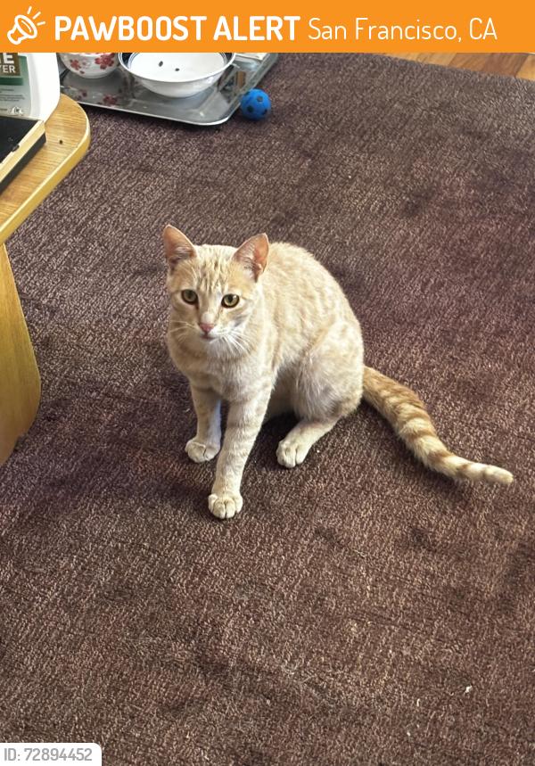 Found/Stray Male Cat last seen 5th Ave on UCSF Parnassus, San Francisco, CA 94102