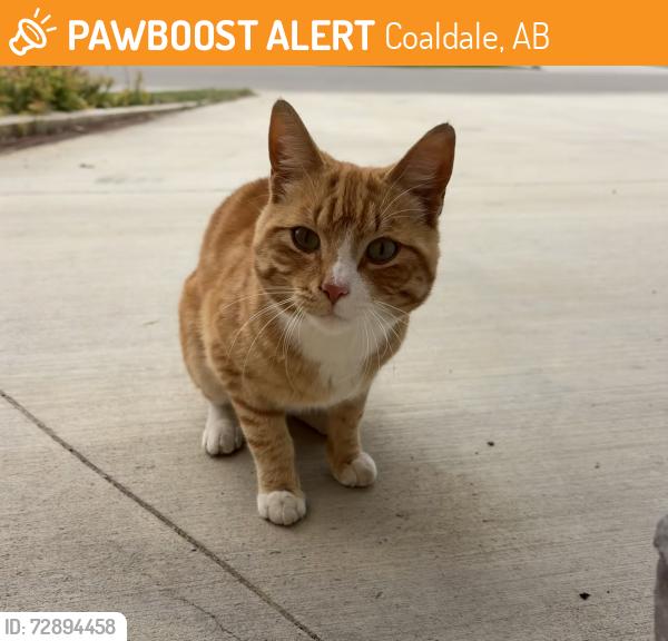 Found/Stray Male Cat last seen Cottonwood, Coaldale, AB 