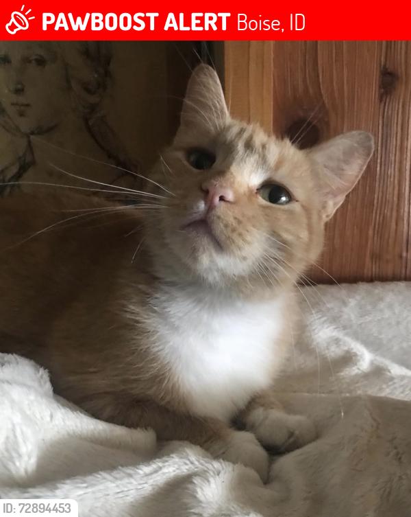 Lost Female Cat last seen Orchard Street, Boise, ID 83705
