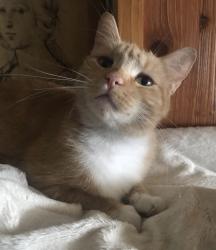 Lost Female Cat last seen Orchard Street, Boise, ID 83705