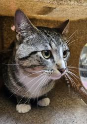 Shelter Stray Male Cat last seen SE 104th and Ellis, PORTLAND, OR, 97266, Troutdale, OR 97060