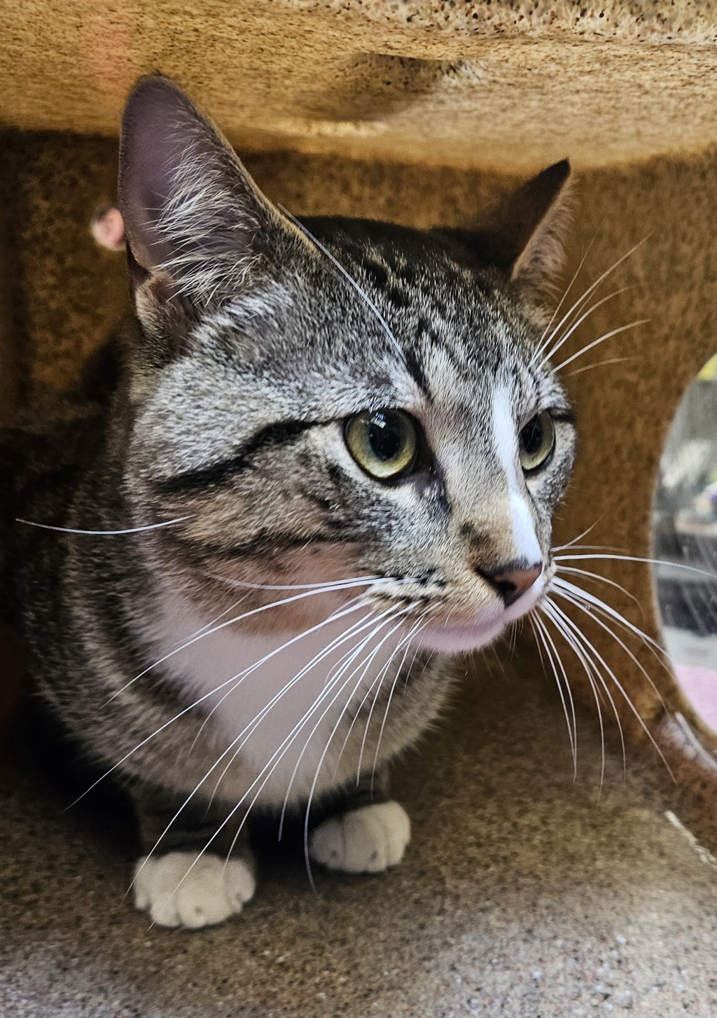 Shelter Stray Male Cat last seen SE 104th and Ellis, PORTLAND, OR, 97266, Troutdale, OR 97060
