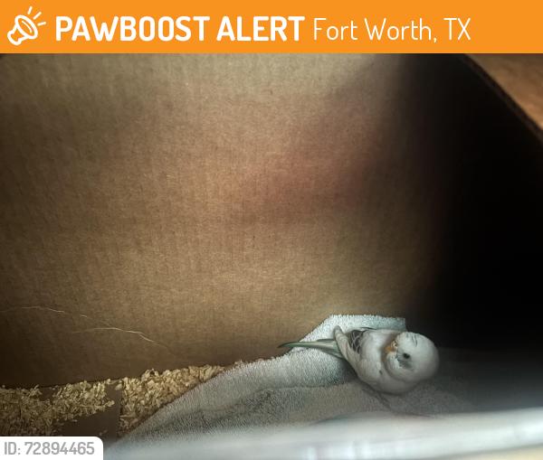 Found/Stray Unknown Bird last seen Near parkwood hill intermediate , Fort Worth, TX 76137