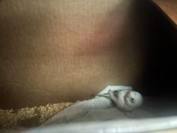 Found/Stray Unknown Bird last seen Near parkwood hill intermediate , Fort Worth, TX 76137