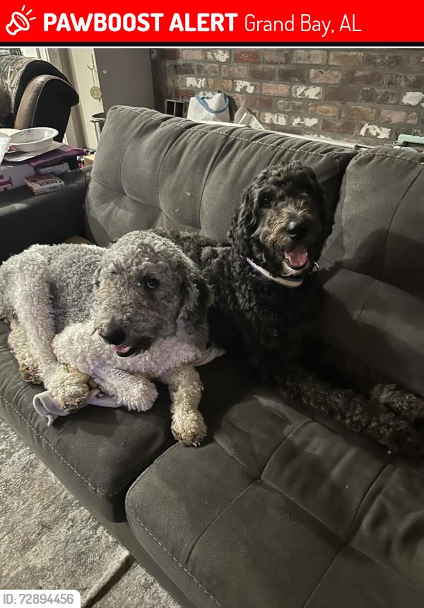 Lost Female Dog last seen Hall Rd and Burnham Rd Grand Bay,AL, Grand Bay, AL 36541